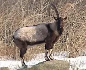 Chèvre égagre (Capra aegagrus)