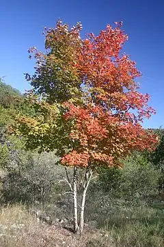 Description de l'image Bi-colored_Maple_Tree.jpg.