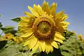 Fleur de tournesol en gros plan.