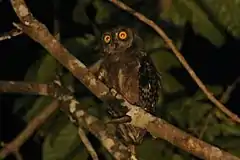 Description de l'image Biak Scops Owl.jpg.