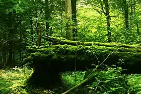 Photographie couleur d'un sous-bois dans lequel un tronc d'arbre est recouvert de mousse.