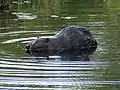 Castor d'Amérique (Castor canadensis, Castoridae)