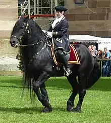 Grand cheval noir monté, vu de profil