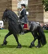 un cheval noir à la longue crinière monté par une écuyère