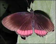 Biblis hyperia, vue dorsale. Guyane française