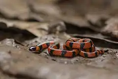 Description de l'image Bibron's Coral Snake.jpg.