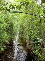 Une forêt anthropophisée de Malaisie