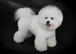 Bichon à poil frisé