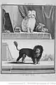 Le bichon et le chien-lion illustrés dans l'Histoire naturelle de Buffon.