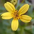 Capitule radié (Bidens torta)