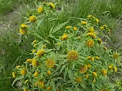 Description de l'image Bidens radiata sl20.jpg.