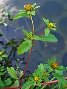 Photographie d'une plante aux fleurs jaunes