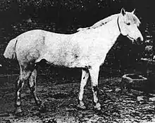 Photo en noir et blanc d'un petit cheval gris de profil, la queue coupée.