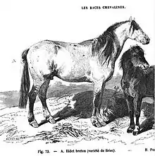 Gravure représentant un cheval gris de profil, à l'arrêt, libre dans un paysage vallonné.
