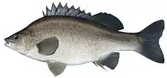 Description de l'image Bidyanus bidyanus as depicted by Fishing and Aquaculture, Department of Primary Industries, New South Wales.jpg.