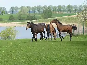 Chevaux marrons au galop dans un pré