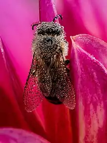 Un gros insecte brut couvert de minuscules gouttes d'eau dans une petite fleur rose
