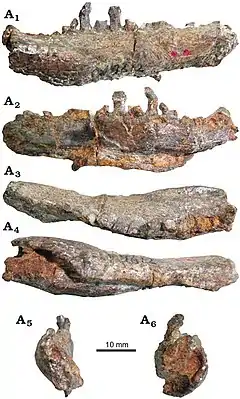 Description de l'image Bienosaurus dentary.jpg.