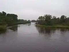 La végétation du Biesboch, épuration écologique de l’eau