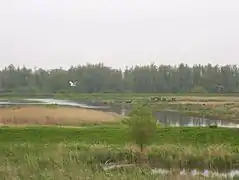 Roselière, prairies et saulaies, paysage typique du Biesboch