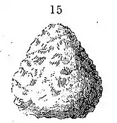 Biface de type saqqaquien retrouvé à Sermermiut au début du XIXe siècle,.