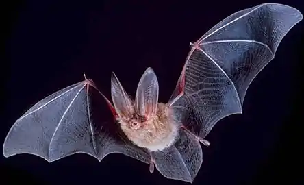 Corynorhinus townsendii (Chiroptera).