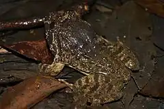 Description de l'image Big-headed Frog (Limnonectes fujianensis) 大頭蛙5.jpg.