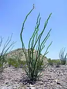 Ocotillo.