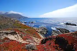 Flore côtière de Big Sur en août