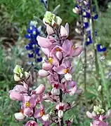 Bluebonnets.