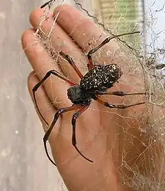Description de l'image Big spider in Mozambique.JPG.