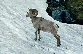 mouflon