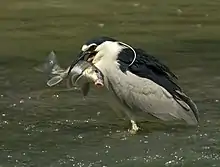 Bihoreau gris ou Héron bihoreau (Nycticorax nycticorax)