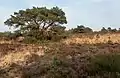 L'arbre dans le champ près du Driesprong