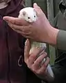 Furet albinos au pelage blanc et aux yeux couleur rubis.