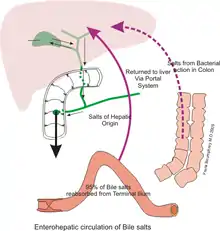 Le cycle entérohépatique ou cycle de Schiff : les sels biliaires, après sécrétion par les cellules biliaires hépatiques et passage dans l'intestin grêle, sont en grande partie (95 %) réabsorbés, transitent par le système veineux cave pour rejoindre leur lieu de production : le foie.