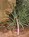 Billbergia nutans