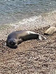 Un petit phoque se prélasse sur une plage.