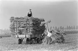 Chargement de gerbes de blé préalablement mises en meulons, Pays-Bas, 1960, Archives nationales des Pays-Bas (Anefo)