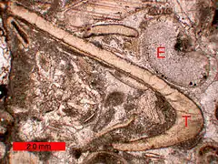 Biosparite; T = trilobite; E = echinoderm