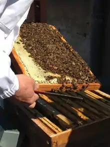 Les abeilles sur le toit de l'établissement.