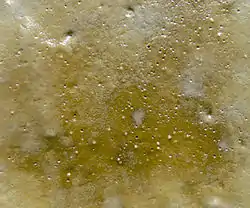 Biofilm superficiel intertidal, en grande partie photosynthétique sur vase estuarienne exondée.