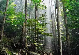 Forêt du parc national de Biogradska gora.