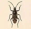 Bathycles maculatus, détail d'une lithographie de Biologia Centrali-Americana: Insecta. Rhynchota, vers 1893.