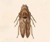 Endoiastus caviceps (Endoisatinae)