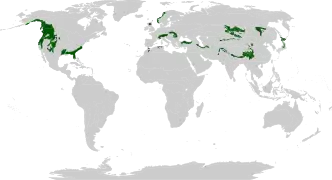 Principales zones : chaînes côtières du Pacifique et Rocheuses, Floride, Alpes, Carpates, côte norvégienne, chaîne Pontique, Elbourz, Himalaya, sud de la Sibérie, Japon.