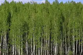 forêt de bouleaux