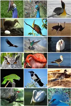 Description de l'image Bird Diversity 2011.png.
