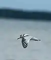 Juvénile de mouette pygmée