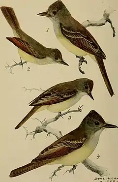 Description de l'image Bird lore (1909) (14775470403).jpg.